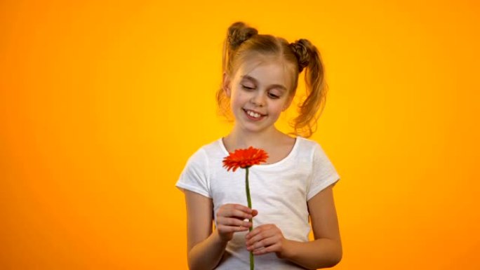 快乐的少女微笑着，拿着漂亮的非洲菊花，生日礼物