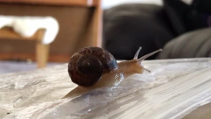 一只蜗牛在室内爬过一个塑料袋