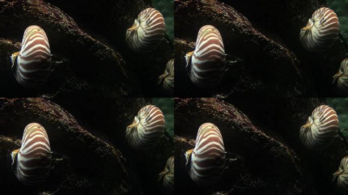 鹦鹉螺景观鱼潜水鱼类海底世界