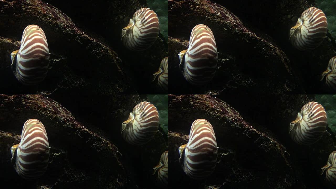 鹦鹉螺景观鱼潜水鱼类海底世界