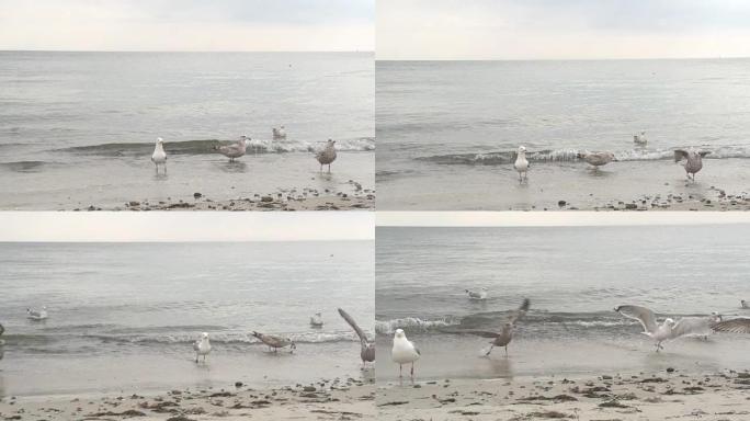 海鸥在冲浪中嬉戏