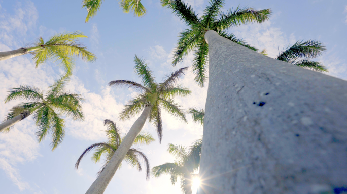 海南三亚椰子树阳光透过树影夏日海滨大海
