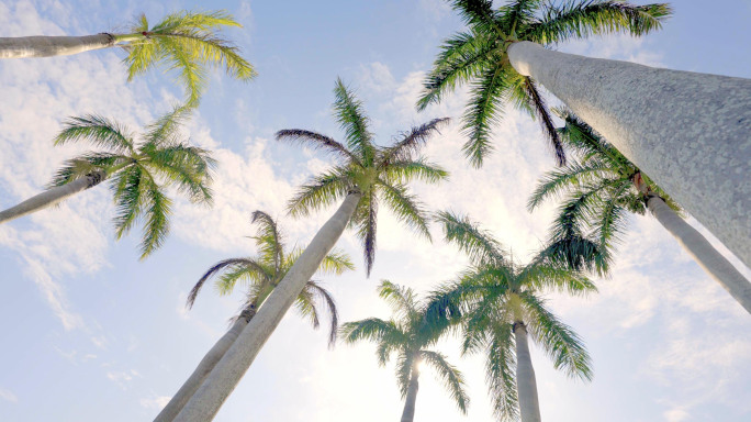 海南三亚椰子树阳光透过树影夏日海滨大海