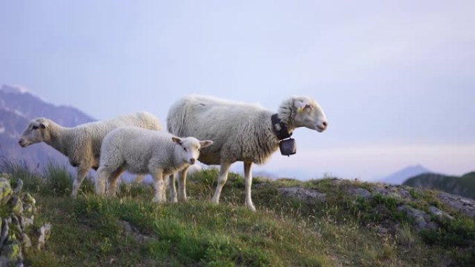 日落时母羊和小羊行走的细节