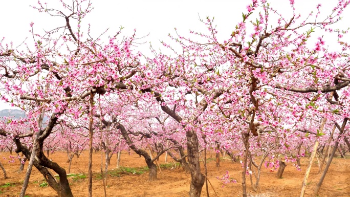 桃花开 桃树 桃花盛开 特写 粉色的花