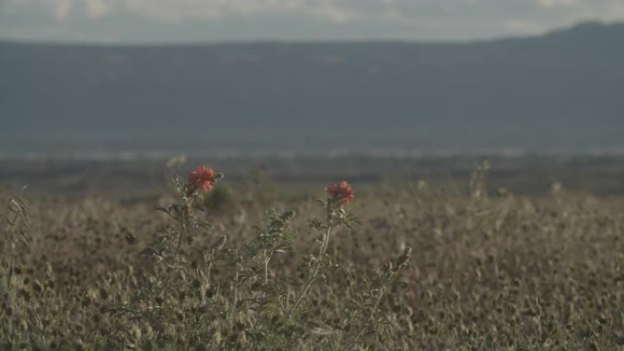 在阳光明媚的日子里，柔和的风将高高的沙漠草和印度画笔的花朵吹到户外，在科罗拉多州西部的背景是山脉