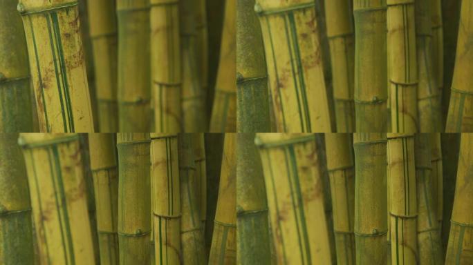 夏威夷种植的竹子特写
