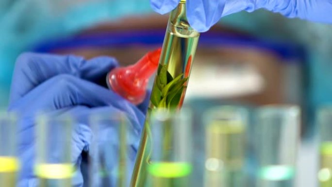 实验室工作人员用植物提取物标记试管，美容生产