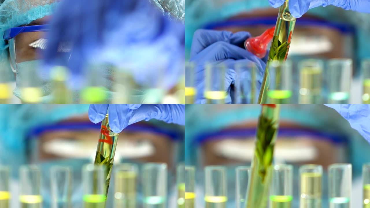 实验室工作人员用植物提取物标记试管，美容生产