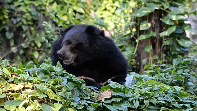亚洲黑熊自然保护区特写镜头生态环境