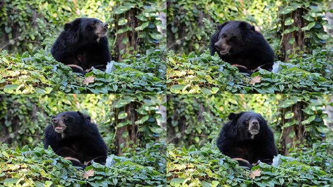 亚洲黑熊自然保护区特写镜头生态环境