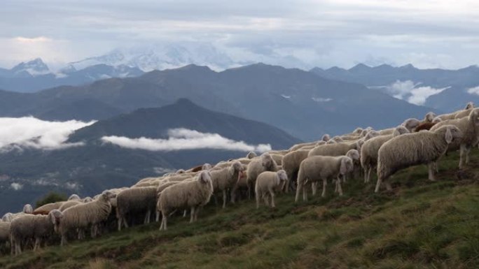 在高山草甸上放牧的绵羊和山羊的风景