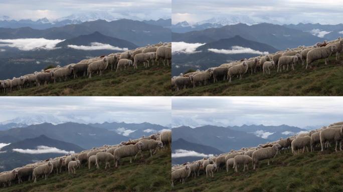 在高山草甸上放牧的绵羊和山羊的风景