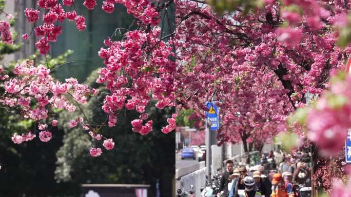 昆明春天樱花开满街头竖版