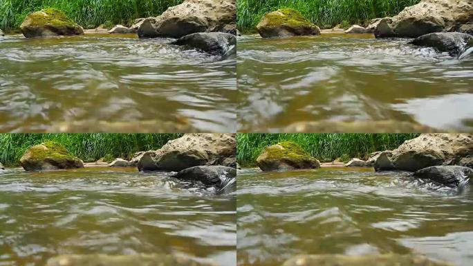 森林里流动的溪流