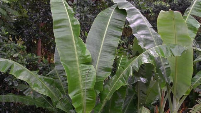 后院生长的香蕉树亚热带雨季