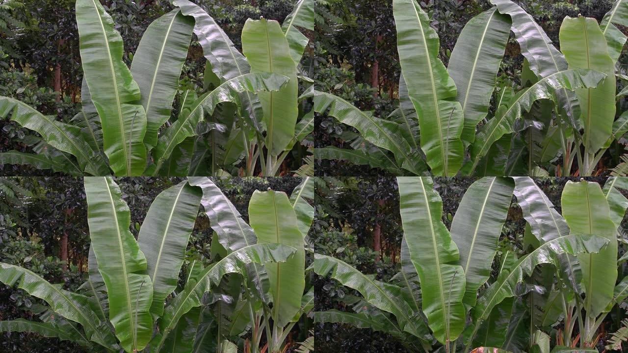 后院生长的香蕉树亚热带雨季