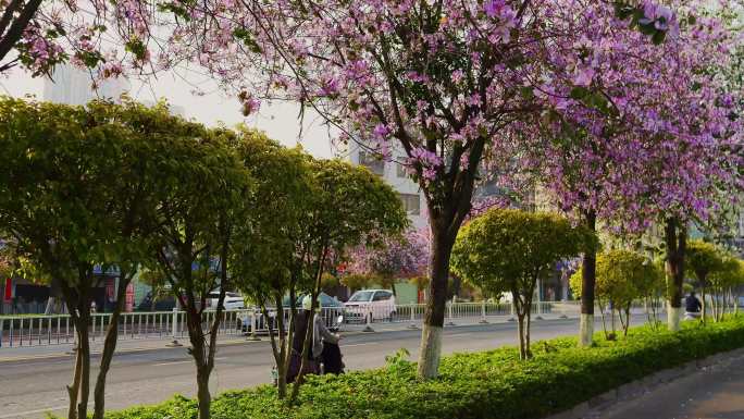 城市道路紫荆花