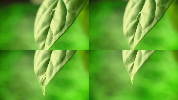 微距: 相机跟随一滴水从植物的绿叶中流下。慢动作美丽的露水。清洁健康星球的概念。处女自然。