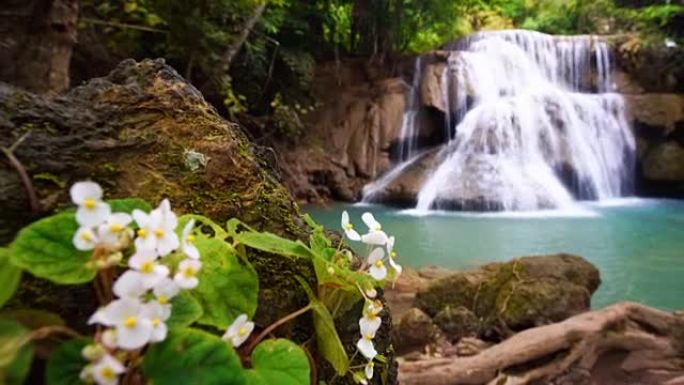 PR射频瀑布流站在森林环境和天使之翼海棠花