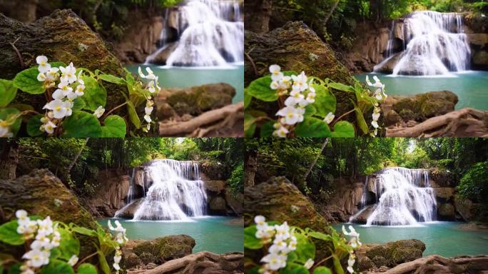 PR射频瀑布流站在森林环境和天使之翼海棠花