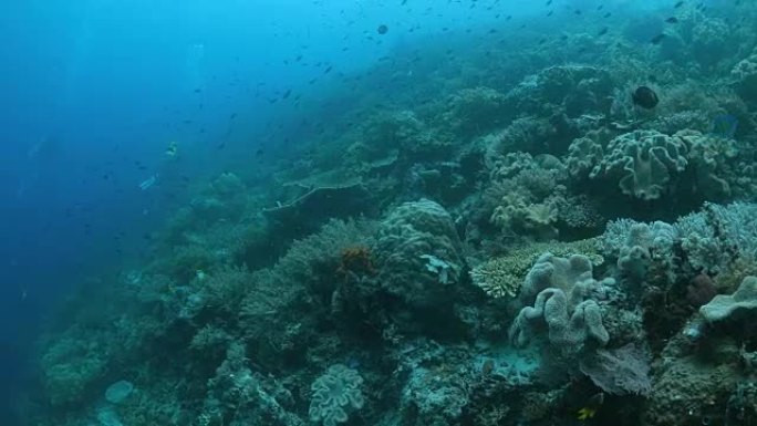 印尼拉贾安帕特的珊瑚礁