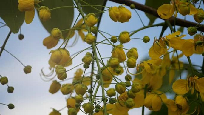 决明瘘管花