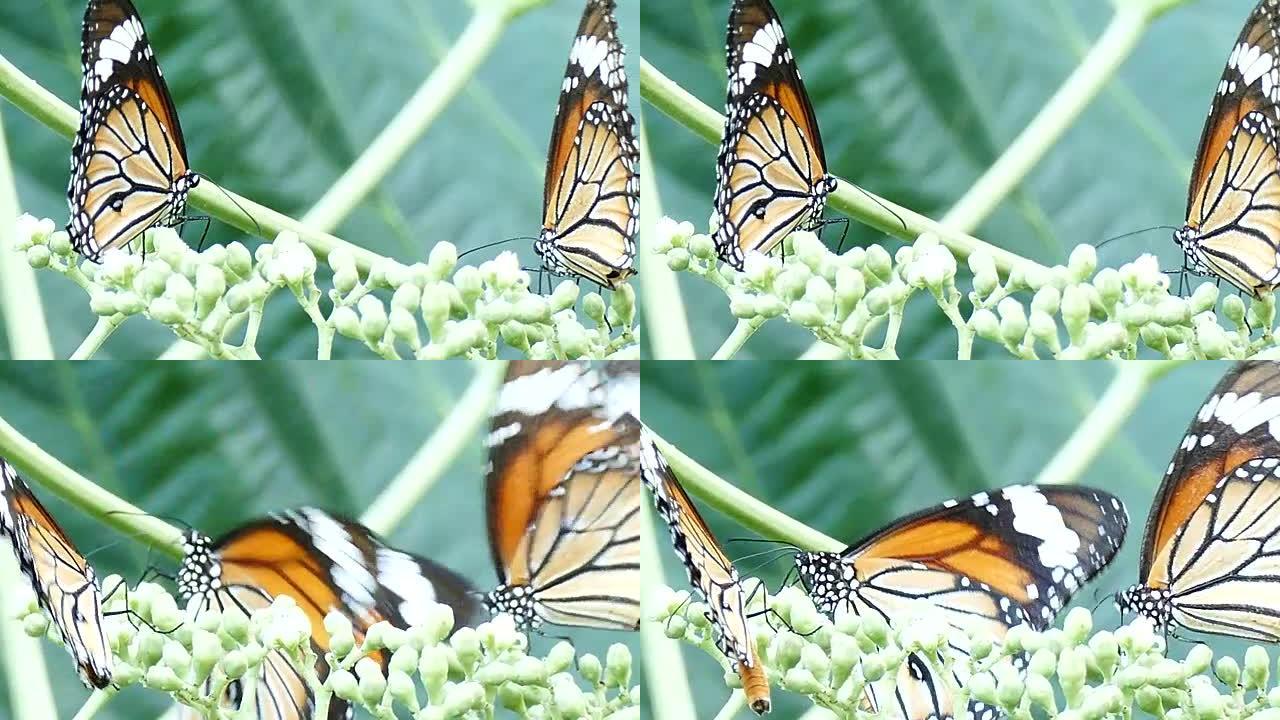 五颜六色的蝴蝶喂食形成花