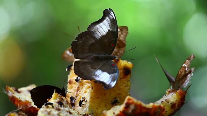 蝴蝶的宏观镜头正在从一块水果中喝水