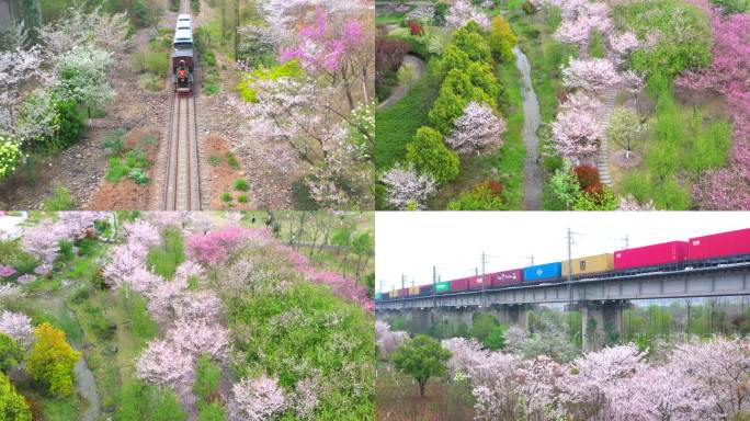 火车 开动 铁路 樱花 春天