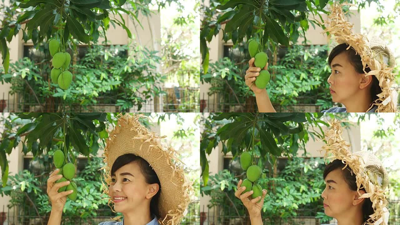 园丁女人从树上捡起新鲜的芒果