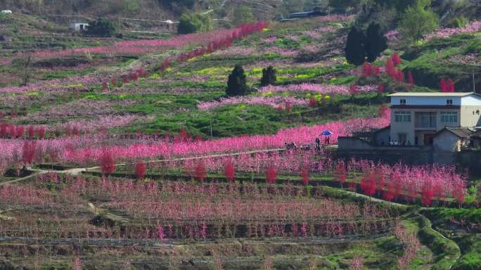 龙泉山桃花5k航拍