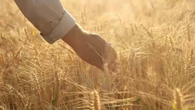 高清慢动作: 农民触摸小麦