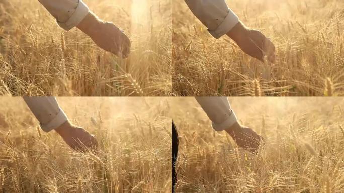 高清慢动作: 农民触摸小麦