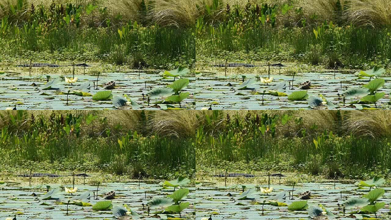 一动不动的湿地短吻鳄等待伏击猎物