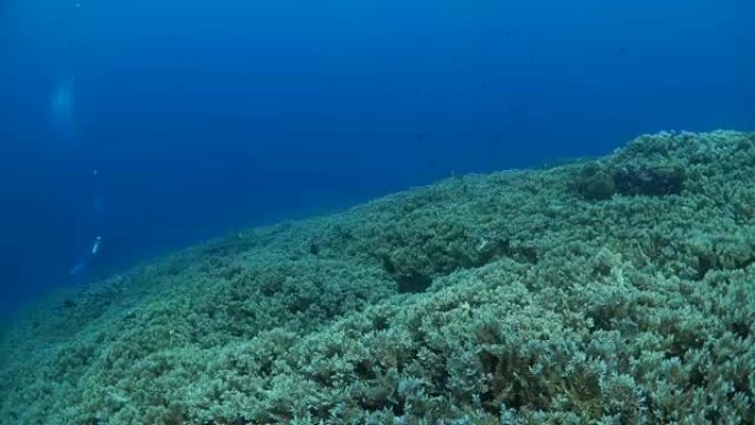 硬珊瑚在印度尼西亚的熔岩流中失控生长