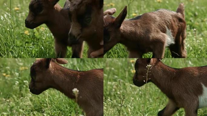 草地上的小山羊幼崽觅食可爱生命新生牧场牧