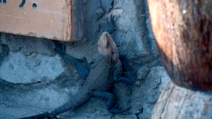一只灰色的大蜥蜴坐在墙上，然后藏在庇护所中