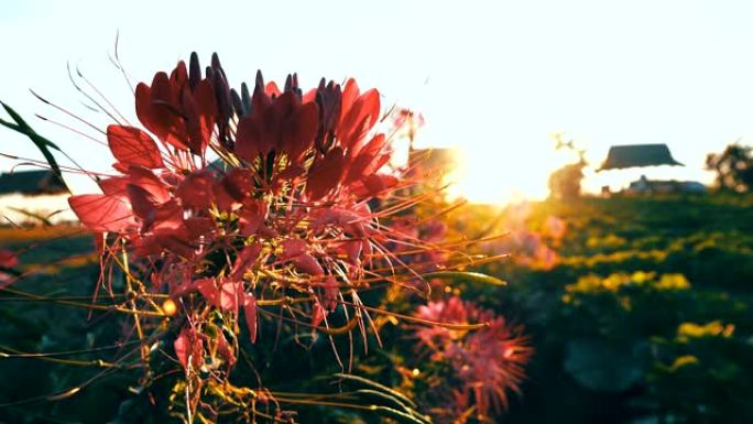 4K: 早晨美丽的红花