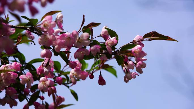 蜜蜂采海棠花蜜