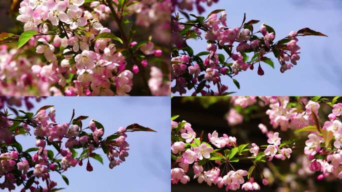 蜜蜂采海棠花蜜