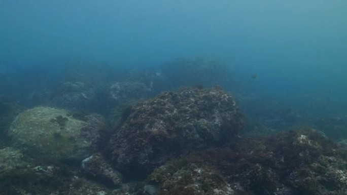 亚热带海底礁