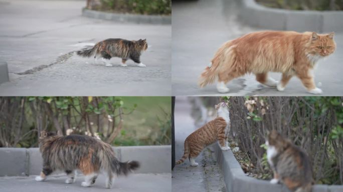 小区里的流浪猫