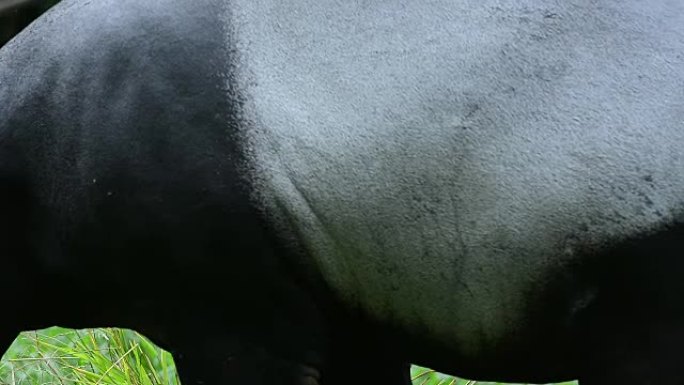 在草地上行走的马来亚tap (Tapirus indicus)