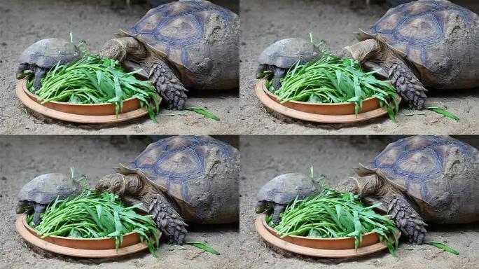 乌龟吃蔬菜