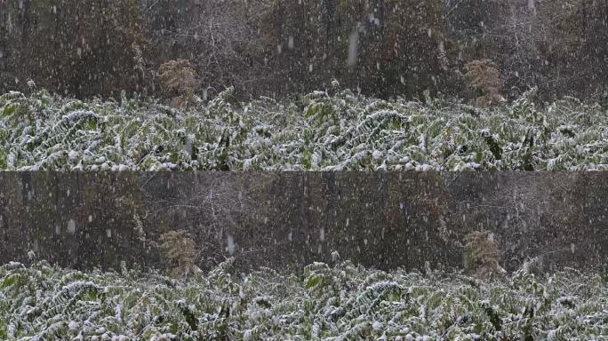 森林里的第一场雪。小树被雪覆盖。