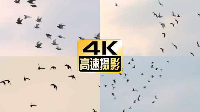 4K60P 一群鸽子在太阳前面飞过