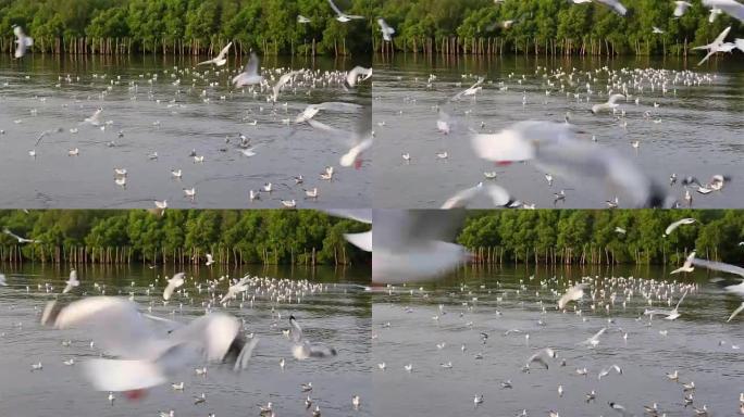 海鸥海鸟一群白色海鸟栖息地