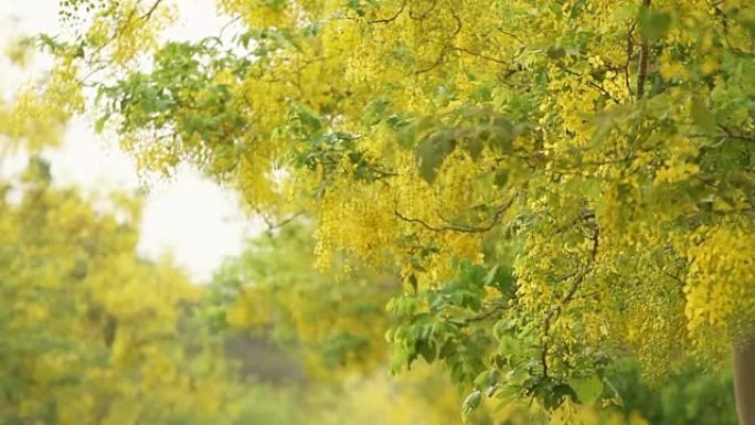 风中的金雨花 (决明子瘘管花)