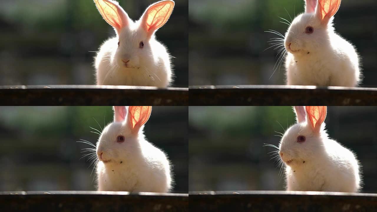 单兔